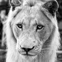 slides/IMG_1152_1.jpg african, white, lion, wildlife, feline, big cat, cat, predator, fur, eye, mane WBCW131 - White African Lion